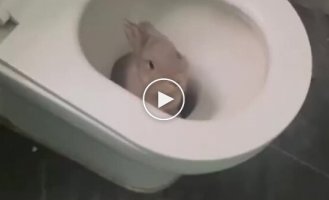 Кролики в действии: смешные и милые моменты