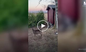 В Швеции домашняя кошка прогнала оленя из сада