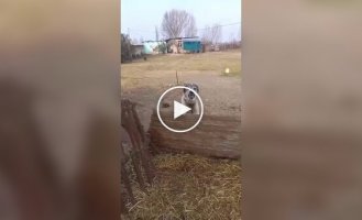 Пес наказал провокатора
