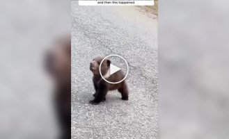 A family in the USA took in a small bear cub who got separated from his family
