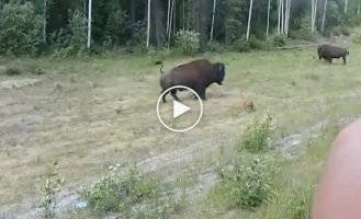 Хороша спроба: пітбуль переоцінив свої сили, коли вирішив напасти на бізона