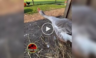 Goose's genetic memory awakened