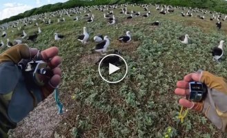 Counting the nests of the world's largest albatross colony