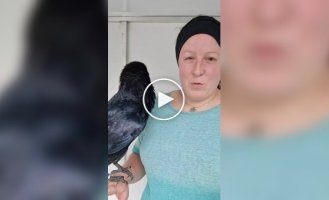 A tame crow amazes everyone with its human voice
