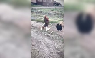 A child carried a runaway chicken, despite being embarrassed.