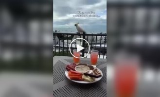 Девушка пожалела, что угостила попугая печеньем