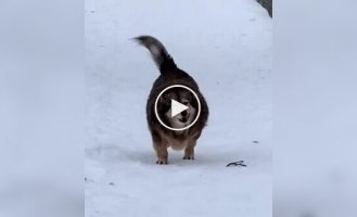 Пес с пропеллером