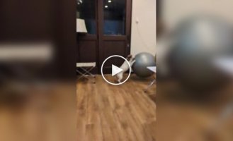 A dog loves to ride on a fitness ball