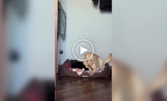 Кот занял чужую лежанку и пожалел об этом