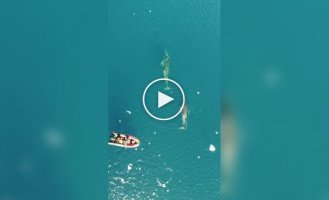 Уникальные кадры: впервые с дрона сняты антарктические полосатики