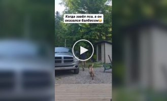 Когда завел пса, а он оказался балбесом