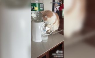 Кот наливает воду из кулера