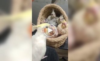 Попугай поет своим птенцам