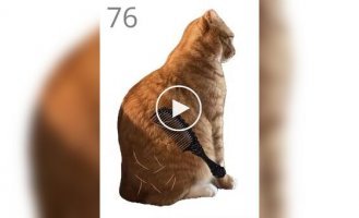 Забавная игра, в которой нужно вычесывать кота