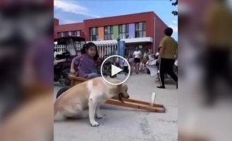 A dog in China picks up its owner from school every day on its own mini-chariot