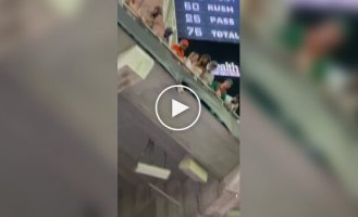 Cat drama at the stadium