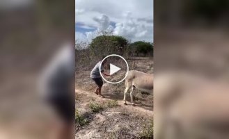 Странные видео (короткие видео). Выпуск 42