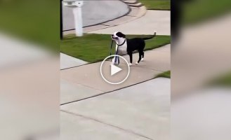 A woman showed a neighbor’s dog walking itself without an owner