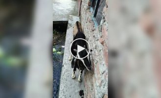 Переждать ливень в хорошей компании