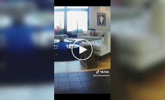 Забавная реакция питомцев на медведя