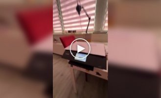 Когда принтер довел польку: в ход пошла вся мощь польской брани