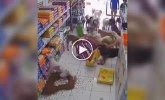 Стая собак устроила настоящий погром в магазине для животных