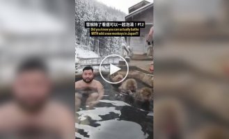 A man bathed next to Japanese macaques