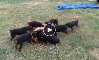 Немецких овчарок оставили с щенками добермана