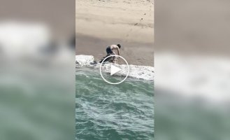 Рыбак помог акуле, запутавшейся в леске, вернуться на глубину