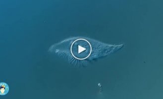 Как умирает одноклеточный организм