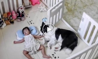 Пес завладел спальным местом девочки