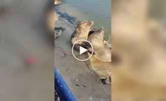 Драка двух тюленей