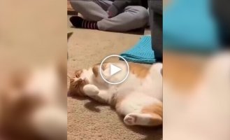 A cat "trapped" a sleeping cat with a mouse