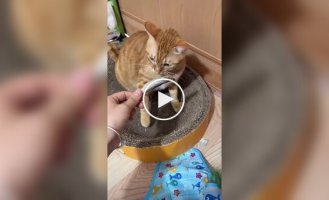 Пушистый хитрец