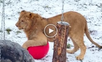 A lion cub plays with a ball
