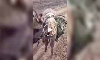 Оккупанты хвастаются новой логистикой