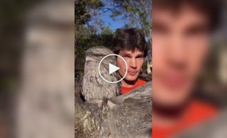 A smoky frogmouth is Australia's strangest bird