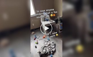 Лиса радуется возвращению хозяина