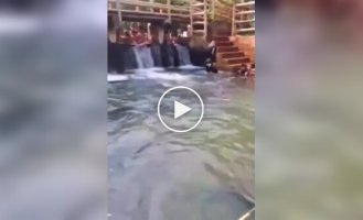 В Бразилии из бассейна вытащили пятиметровую анаконду