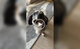 Пес объелся мармелада с мелатонином