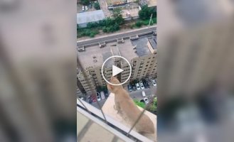 Небезпечна прогулянка кішки