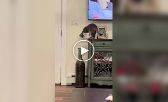 Кот играл с бутылкой и проиграл