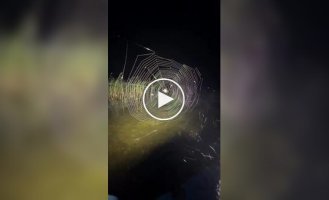 How to make a spider happy