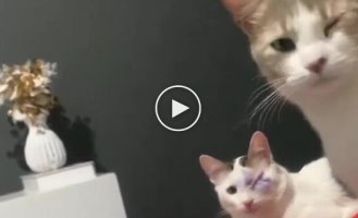 A cat had eye surgery, and now a second pet covers its eye, imitating it
