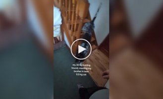 Охотничья собака против кота