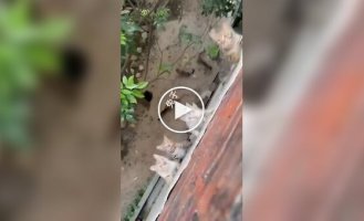 Нашествие голодных котиков