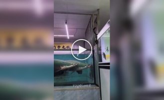 Любопытство едва не подвело: гигантская рыба неожиданно атаковала кота