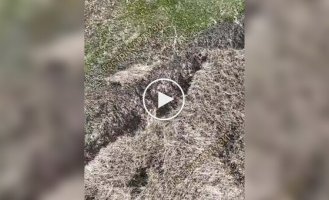 Операторы дронов одного оккупанта довели до самоубийства, а другому попали дроном-камикадзе между ног