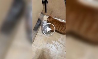 Рыжий кот, воспитанный енотами