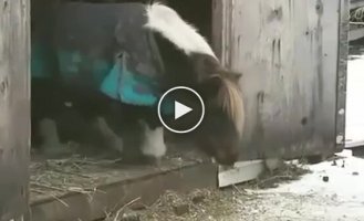 A pony prepares for one of the most important jumps of its life